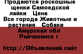 Продаются роскошные щенки Самоедской лайки › Цена ­ 40 000 - Все города Животные и растения » Собаки   . Амурская обл.,Райчихинск г.